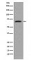 Anti-CDC7 Rabbit Monoclonal Antibody